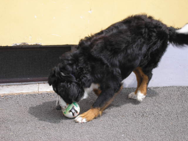 Bastík 13.měsíců 001.jpg